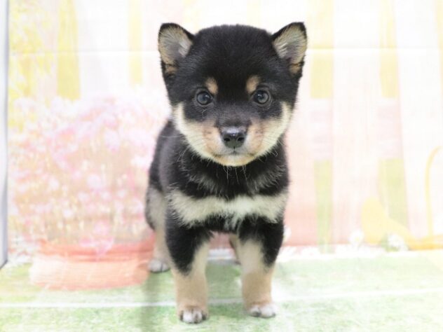 大阪府の豆柴 (アミーゴ鳳店/2026年2月7日生まれ/男の子/黒)の子犬の3枚目の画像