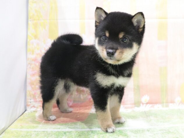 大阪府の豆柴 (アミーゴ鳳店/2026年2月7日生まれ/男の子/黒)の子犬の4枚目の画像