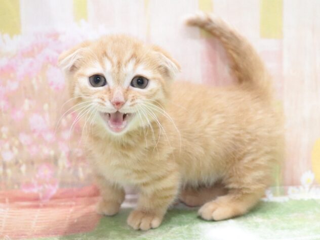 大阪府のマンチカン (アミーゴ鳳店/2026年2月5日生まれ/女の子/レッドタビー)の子猫の2枚目の画像