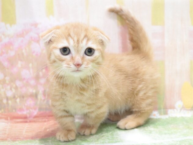 大阪府のマンチカン (アミーゴ鳳店/2026年2月5日生まれ/女の子/レッドタビー)の子猫の3枚目の画像