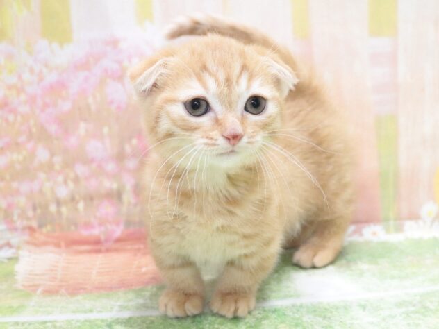 大阪府のマンチカン (アミーゴ鳳店/2026年2月5日生まれ/女の子/レッドタビー)の子猫の4枚目の画像