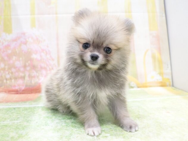 大阪府のポメラニアン (アミーゴ鳳店/2026年2月5日生まれ/男の子/オレンジ)の子犬の2枚目の画像