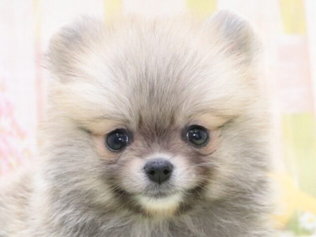 大阪府のポメラニアン (アミーゴ鳳店/2026年2月5日生まれ/男の子/オレンジ)の子犬の3枚目の画像