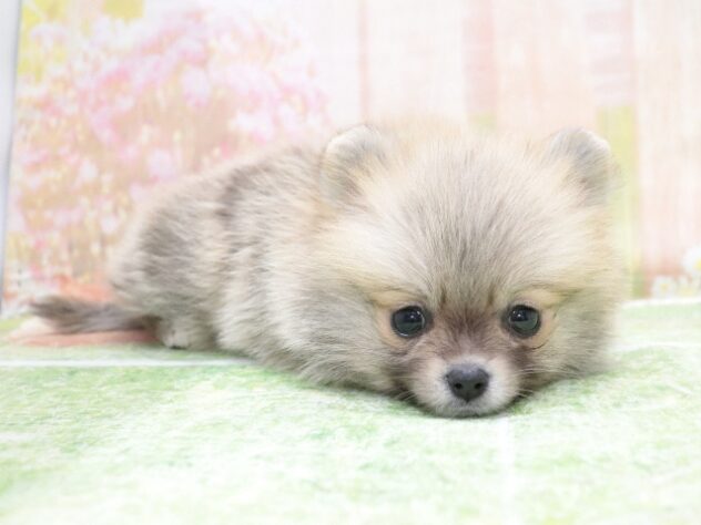 大阪府のポメラニアン (アミーゴ鳳店/2026年2月5日生まれ/男の子/オレンジ)の子犬の4枚目の画像