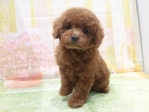 大阪府のトイプードル(トイ) (アミーゴ鳳店/2026年2月7日生まれ/男の子/レッド)の子犬の2枚目の画像