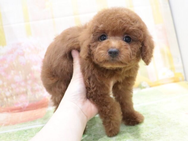 大阪府のトイプードル(トイ) (アミーゴ鳳店/2026年2月7日生まれ/男の子/レッド)の子犬の3枚目の画像