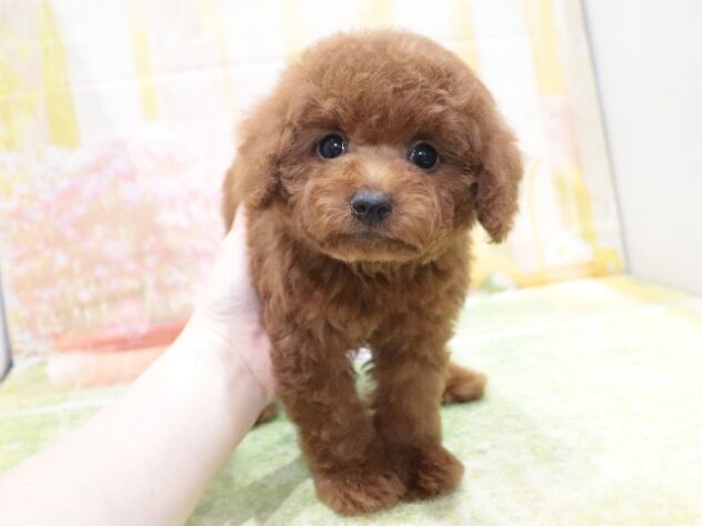 大阪府のトイプードル(トイ) (アミーゴ鳳店/2026年2月7日生まれ/男の子/レッド)の子犬の4枚目の画像
