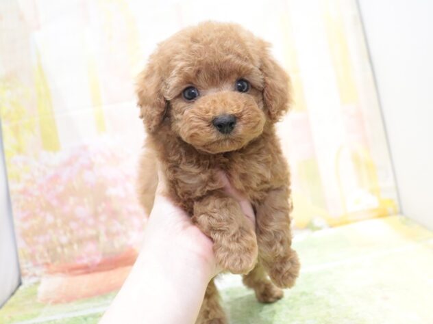 大阪府のトイプードル(トイ) (アミーゴ鳳店/2026年2月7日生まれ/男の子/レッド)の子犬の2枚目の画像