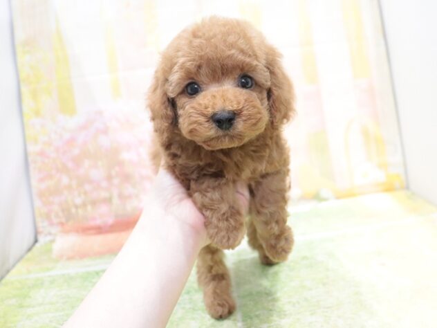大阪府のトイプードル(トイ) (アミーゴ鳳店/2026年2月7日生まれ/男の子/レッド)の子犬の3枚目の画像