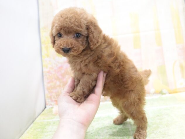 大阪府のトイプードル(トイ) (アミーゴ鳳店/2026年2月7日生まれ/男の子/レッド)の子犬の4枚目の画像