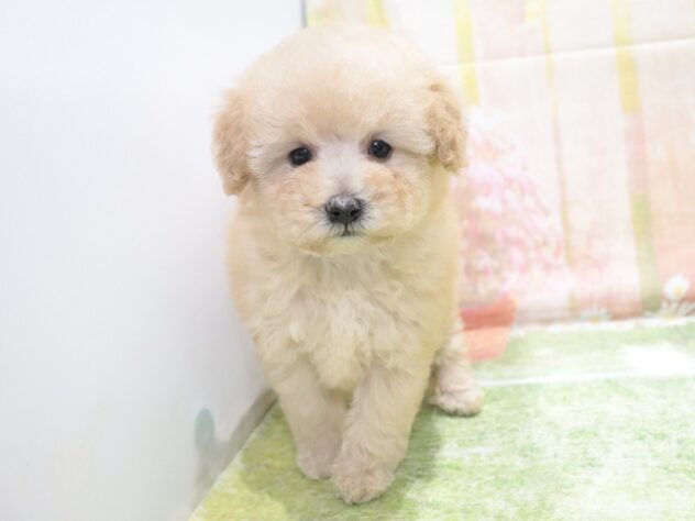 大阪府のトイプードル(トイ) (アミーゴ鳳店/2026年2月10日生まれ/男の子/オレンジフォーン)の子犬の3枚目の画像