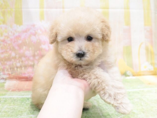 大阪府のトイプードル(トイ) (アミーゴ鳳店/2026年2月10日生まれ/男の子/オレンジフォーン)の子犬の4枚目の画像