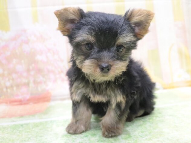 大阪府のヨークシャーテリア (アミーゴ鳳店/2026年2月10日生まれ/女の子/スチールブルータン)の子犬の2枚目の画像