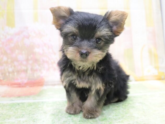 大阪府のヨークシャーテリア (アミーゴ鳳店/2026年2月10日生まれ/女の子/スチールブルータン)の子犬の3枚目の画像