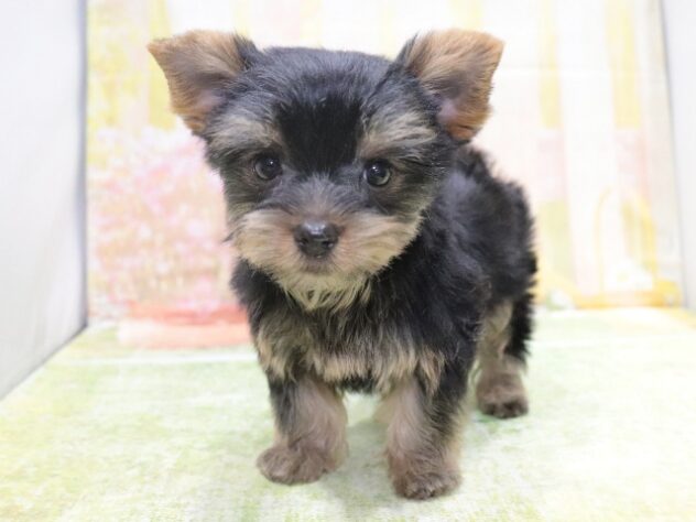 大阪府のヨークシャーテリア (アミーゴ鳳店/2026年2月10日生まれ/女の子/スチールブルータン)の子犬の4枚目の画像