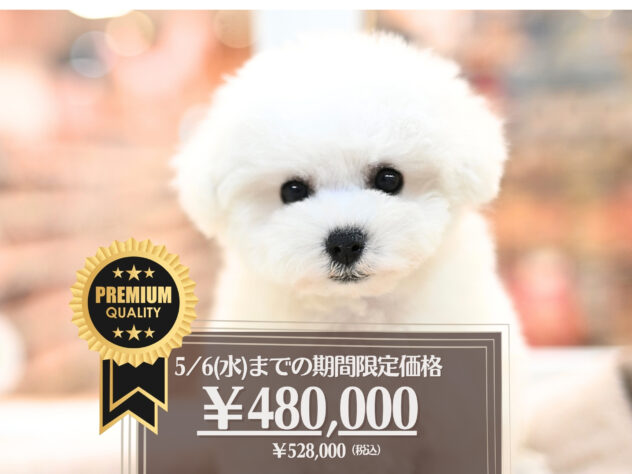 岡山県のビションフリーゼ (アミーゴ大安寺店/2025年11月8日生まれ/女の子/ホワイト)の子犬の1枚目の画像