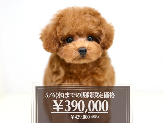 岡山県のトイプードル(トイ) (アミーゴ大安寺店/2025年9月20日生まれ/女の子/レッド)の子犬の1枚目の画像