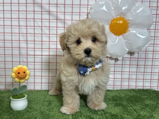 山形県のハーフ犬・ミックス犬 (アミーゴ酒田店/2026年1月20日生まれ/男の子/クリーム)の子犬の2枚目の画像