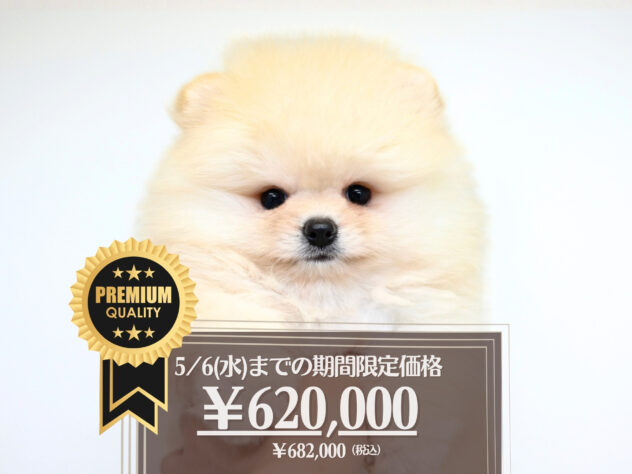 岡山県のポメラニアン (アミーゴ大安寺店/2025年9月23日生まれ/女の子/クリーム)の子犬の1枚目の画像