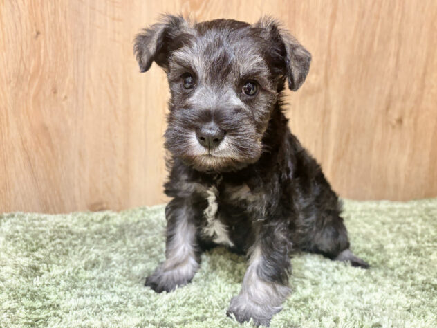 広島県のミニチュアシュナウザー (アミーゴ広島商工センター店/2026年2月12日生まれ/男の子/ソルトペッパー)の子犬の2枚目の画像