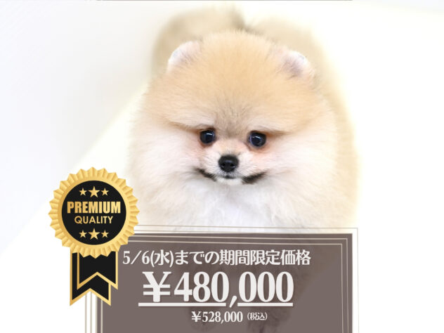 岡山県のポメラニアン (アミーゴ大安寺店/2025年5月16日生まれ/女の子/ウルフセーブル)の子犬の1枚目の画像