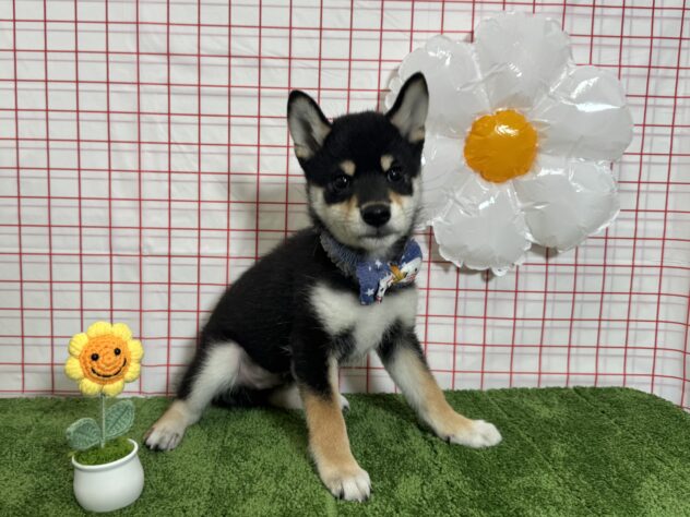 山形県の柴犬(標準サイズ) (アミーゴ酒田店/2026年1月12日生まれ/男の子/黒)の子犬の1枚目の画像