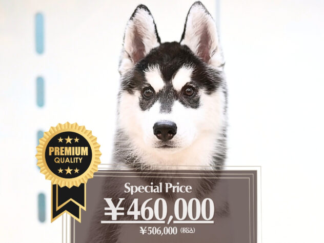 岡山県のシベリアンハスキー (アミーゴ大安寺店/2025年11月9日生まれ/女の子/ブラックホワイト)の子犬の1枚目の画像