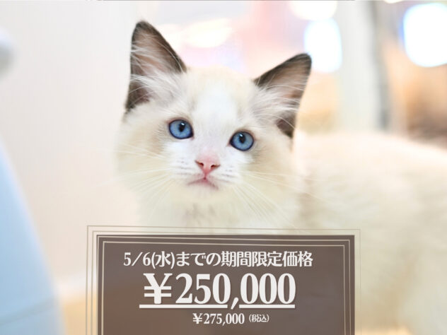 岡山県のラグドール (アミーゴ大安寺店/2026年2月1日生まれ/男の子/シールポイントバイカラー)の子猫の1枚目の画像