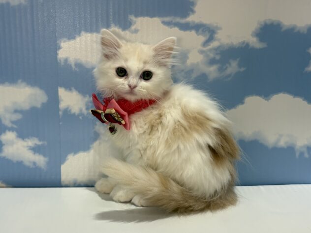 山形県のマンチカン (アミーゴ山形南店/2026年2月19日生まれ/女の子/レッドタビーホワイト)の子猫の3枚目の画像