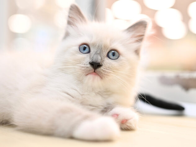 岡山県のラグドール (アミーゴ大安寺店/2026年2月15日生まれ/女の子/ブルーポイントミテッド)の子猫の2枚目の画像