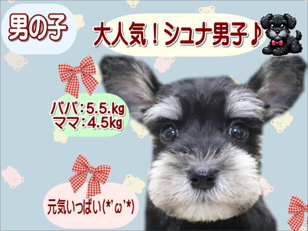 大阪府のミニチュアシュナウザー (アミーゴ鳳店/2026年2月8日生まれ/男の子/ブラックシルバー)の子犬