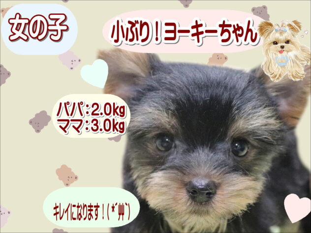 大阪府のヨークシャーテリア (アミーゴ鳳店/2026年2月10日生まれ/女の子/スチールブルータン)の子犬の1枚目の画像