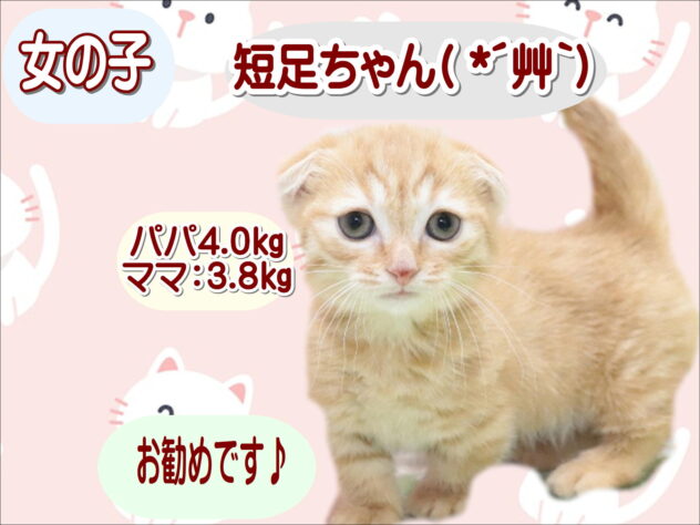 大阪府のマンチカン (アミーゴ鳳店/2026年2月5日生まれ/女の子/レッドタビー)の子猫の1枚目の画像