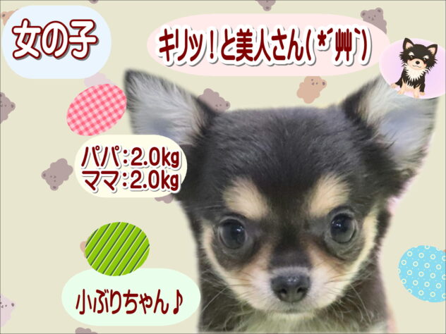 大阪府のチワワ(ロング) (アミーゴ鳳店/2026年2月15日生まれ/女の子/ブラックタンホワイト)の子犬