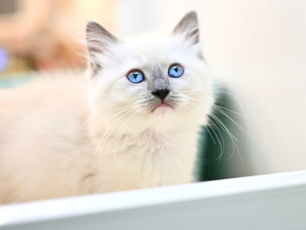 岡山県のラグドール (アミーゴ大安寺店/2026年2月15日生まれ/女の子/ブルーポイントミテッド)の子猫の3枚目の画像