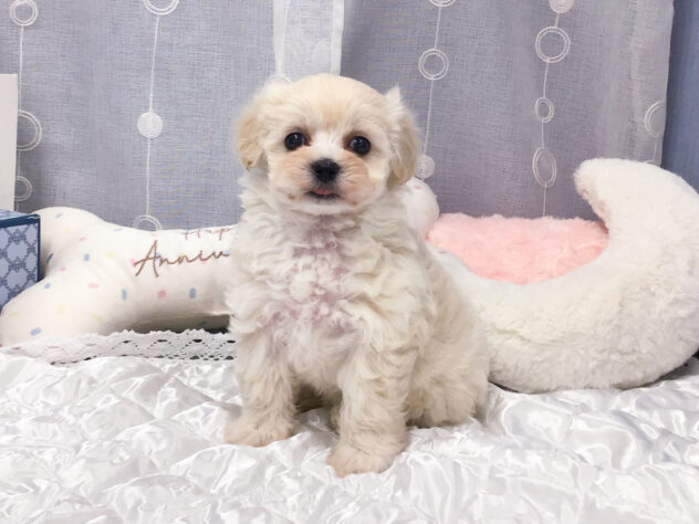 愛知県のハーフ犬・ミックス犬 (アミーゴ知立店/2026年2月23日生まれ/女の子/06 ホワイト系)の子犬の1枚目の画像