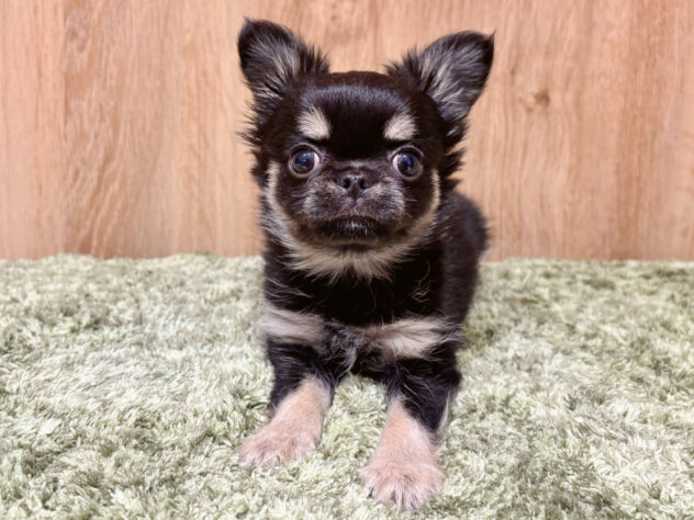 広島県のチワワ(ロング) (アミーゴ広島商工センター店/2026年2月4日生まれ/男の子/ブラッククリーム)の子犬の2枚目の画像