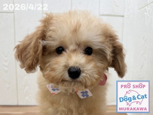 広島県のトイプードル(トイ) (アミーゴ大町店/2026年1月11日生まれ/女の子/オレンジフォーン)の子犬