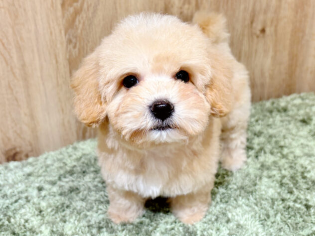 広島県のハーフ犬・ミックス犬 (アミーゴ広島商工センター店/2026年1月26日生まれ/男の子/アプリコット)の子犬の2枚目の画像