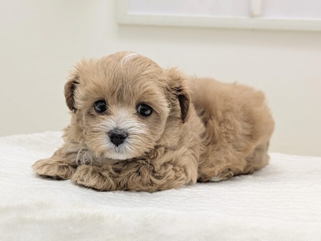 福島県のハーフ犬・ミックス犬 (アミーゴ会津若松店/2026年2月8日生まれ/女の子/アプリコットホワイト)の子犬の2枚目の画像