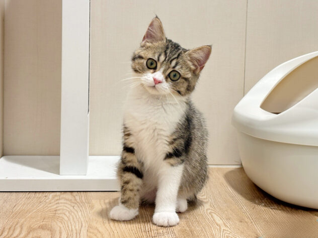 広島県のマンチカン (アミーゴ広島商工センター店/2026年1月6日生まれ/女の子/ブラウンタビーホワイト)の子猫の1枚目の画像