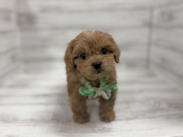 福島県のハーフ犬・ミックス犬 (アミーゴ小名浜店/2026年2月10日生まれ/男の子/レッド)の子犬