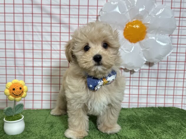 山形県のハーフ犬・ミックス犬 (アミーゴ酒田店/2026年1月20日生まれ/男の子/クリーム)の子犬の1枚目の画像