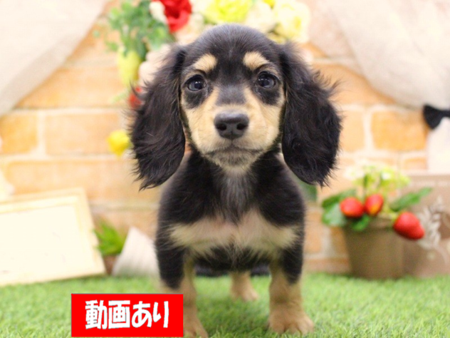 兵庫県のミニチュアダックスフンド(ロング) (ペット・プラザ アミーゴ三田店/2026年2月27日生まれ/男の子/ブラックタン)の子犬の1枚目の画像