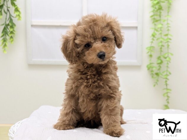 福島県のトイプードル(トイ) (アミーゴ会津若松店/2026年2月8日生まれ/男の子/レッドフォーン)の子犬の1枚目の画像