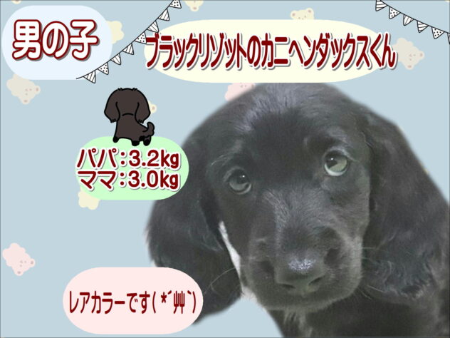 大阪府のカニンヘンダックスフンド(ロング) (アミーゴ鳳店/2026年2月14日生まれ/男の子/ブラックリゾット)の子犬の1枚目の画像