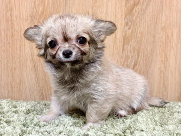 広島県のチワワ(ロング) (アミーゴ広島商工センター店/2026年2月2日生まれ/男の子/フォーンホワイト)の子犬