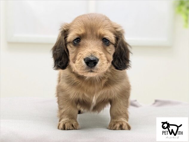 福島県のミニチュアダックスフンド(ロング) (アミーゴ会津若松店/2026年2月1日生まれ/女の子/レッド)の子犬の1枚目の画像