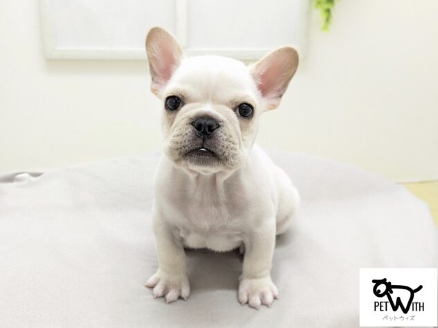 福島県のフレンチブルドッグ (アミーゴ会津若松店/2026年1月25日生まれ/男の子/クリーム)の子犬の1枚目の画像