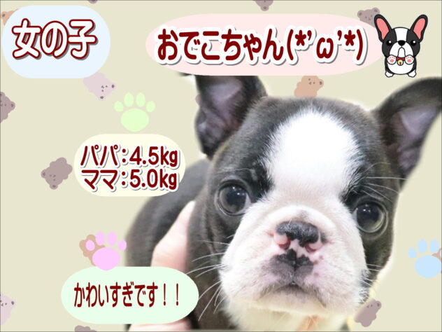 大阪府のボストンテリア (アミーゴ鳳店/2026年2月23日生まれ/女の子/ボストンカラー)の子犬の1枚目の画像
